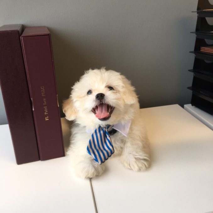 About 9 Florida Business Lawyer Canine Division